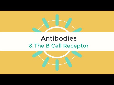Antibodies & the B cell Receptor Immunology Tutorial