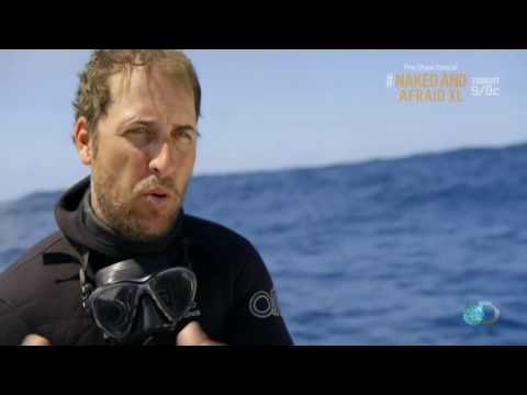 Great white sharks (Guadalupe Island)