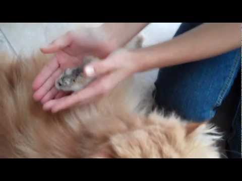 Hamster OWNS Persian Cat - Sir Fluffalot does NOT eat Pickles