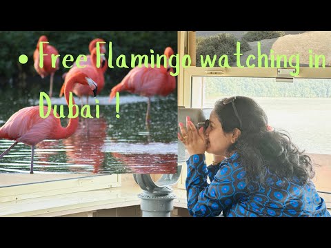 Ras al Khor Wildlife Sanctuary | Watch Flamingos for FREE in Dubai | Free Things to do in Dubai
