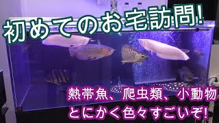 ものすごい生体がいっぱい!　お宅訪問して水槽を撮影!　愛知県名古屋市のS さん家編【熱帯魚,爬虫類,小動物】