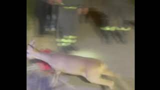 casalduni-i-vigili-dle-fuoco-salvano-un-cucciolo-di-capriolo