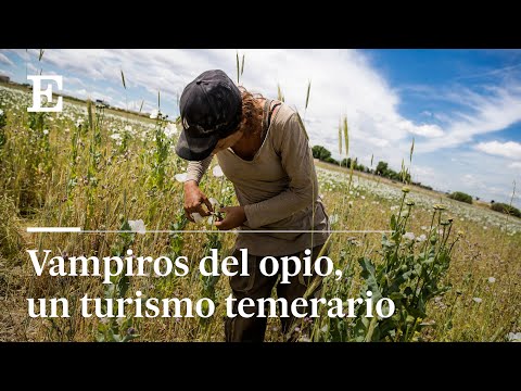 Reportaje: La fiebre de la búsqueda de opio en los campos de Castilla -La Mancha | EL PAÍS
