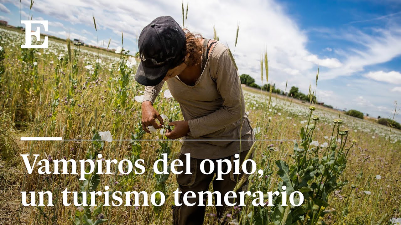 Reportaje: La fiebre de la búsqueda de opio en los campos de Castilla -La Mancha | EL PAÍS