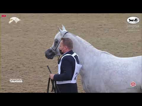 N 218 MAHROUSSA AL ZOBAIR   9th Qatar National AHS for Individual Owners   Mares 7 10 Years Old Clas