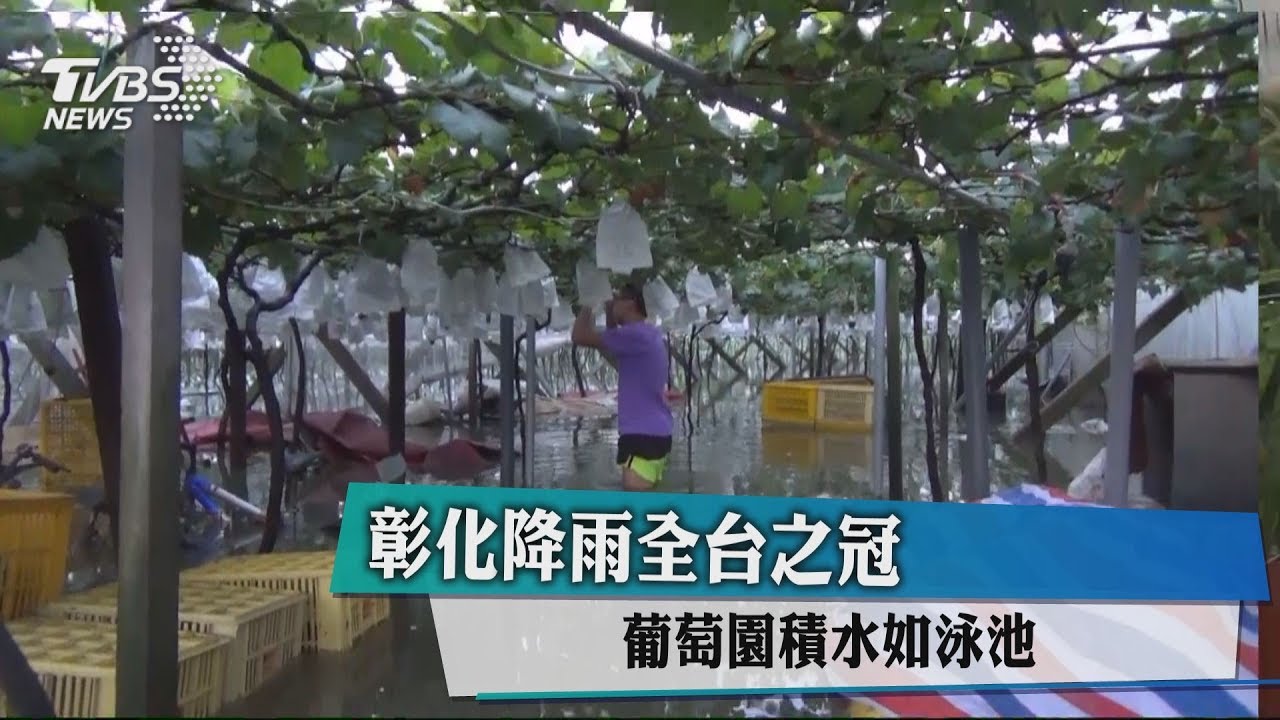 彰化降雨全台之冠　葡萄園積水如泳池