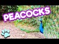 Funniest Peacock Clips 2018 | #thatpetife