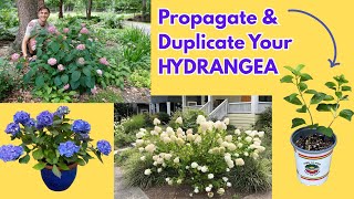 Propagate HYDRANGEA the Easy Way - Make Free Plants
