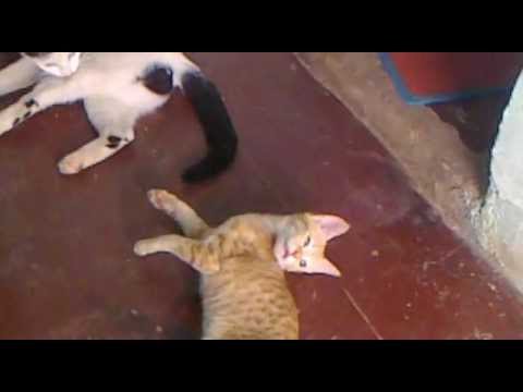 chinni cat my heart bit Yaanaraj - YaanaYohan -Bangalore