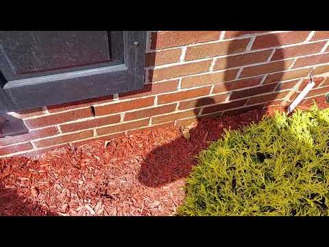 Ants Getting Into the Weep Holes in Martinsville, NJ