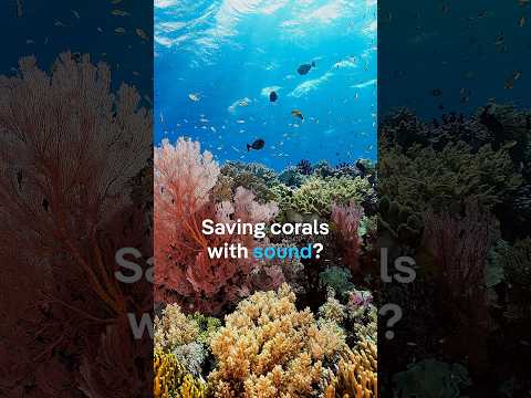 Can sound help save dying coral reefs? | DW News