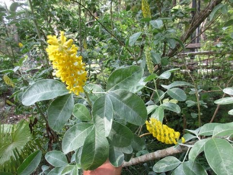 Pineapple Broom Tree in Bloom
