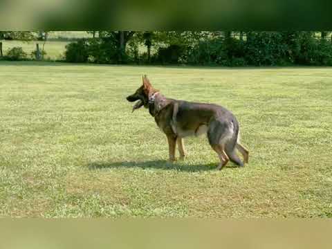 Training for IGP2 obedience