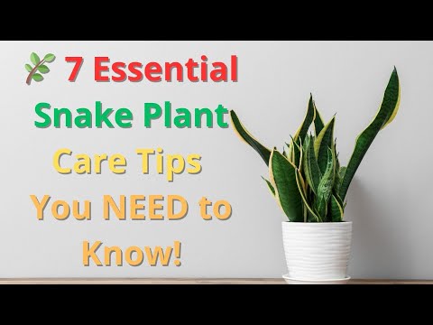 🌿 7 Essential Snake Plant Care Tips You NEED to Know! | Sansevieria Houseplant Care 🌿