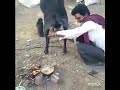Cha Meri Riz Riz Kamli Hoi Funny New Song