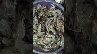 Download lagu Udang Bago #shorts #udang mp3