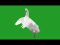Dancing Duck Green Screen 1 Greenscreen Effects Birds