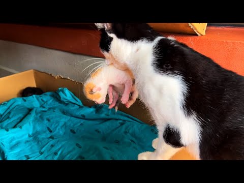 Mama Cat carry its newborn kittens ~Cat biting tiny Kittens  #kitten #cat #animals #pets #catvideos