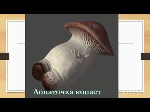 Артикуляционная гимнастика по лексической теме "Грибы"