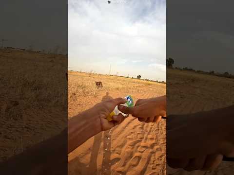 Boy Gave Water To Thirsty Wolf 😳 #cat #catvideos