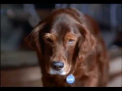 Video thumbnail for Valentino