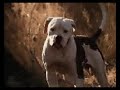 Homeward Bound The Incredible Journey Clip 1