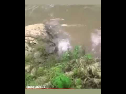 Flatbridge mermaid caught on footage in Jamaica ...