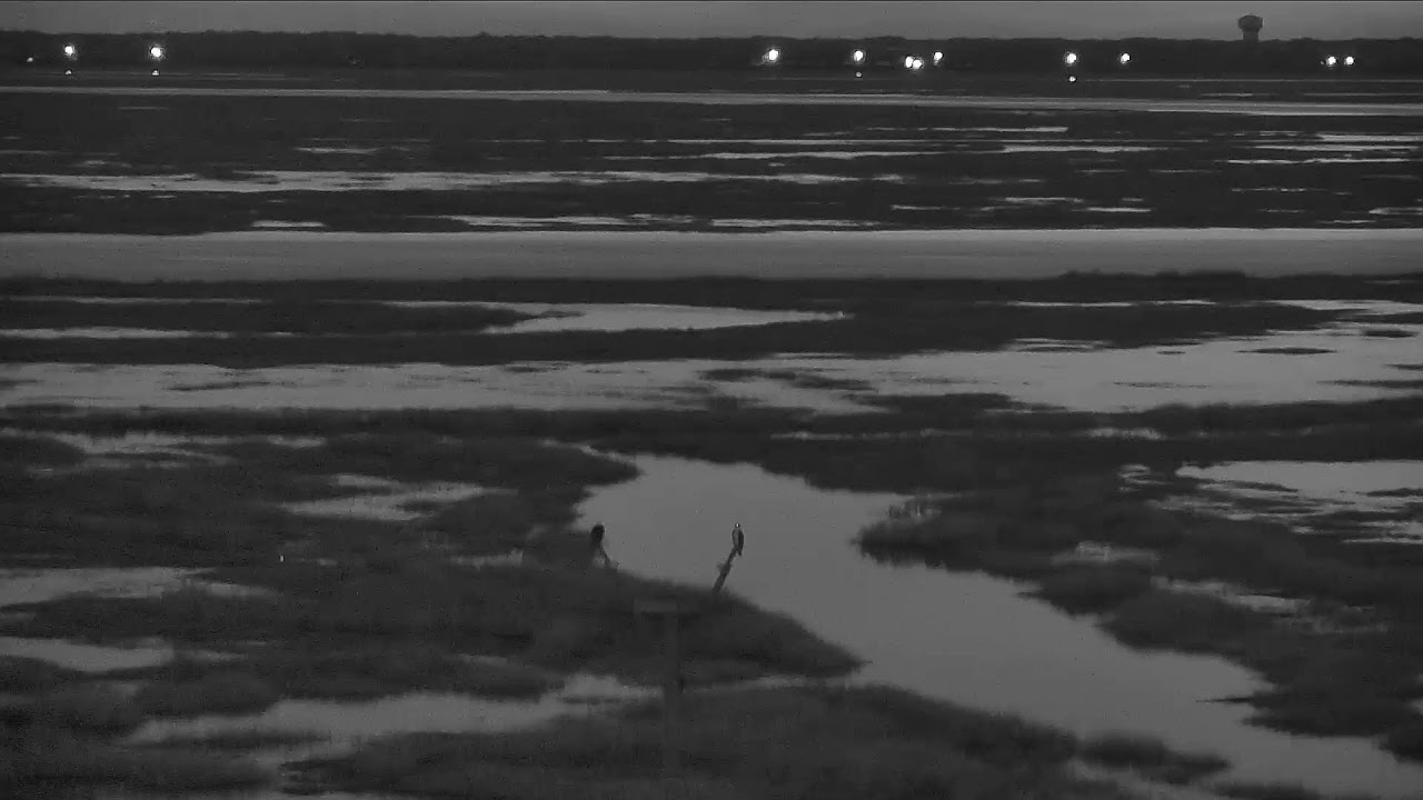 Live webcam view of Osprey Cam Wide Marsh View