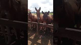 Domador profissional