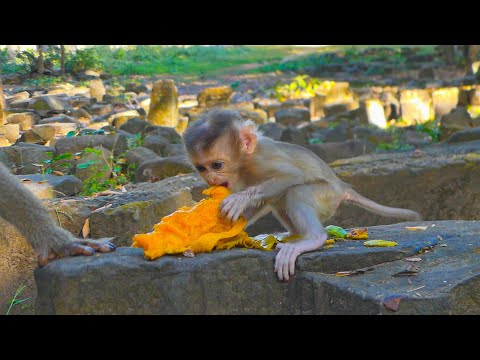 How cute & sweet Rina learns eating mango from Rose | Rose, Robin, & Rina morning