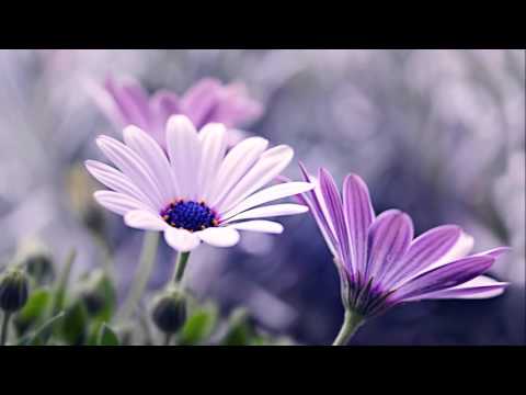 Macro svet mojimi očami 1...Jarmila Vymazalová