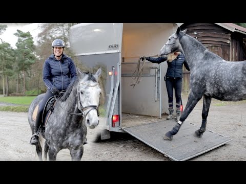 Pferdeanhänger Verladetraining mit Wallach Bourbon - Kann Ariane wieder reiten?