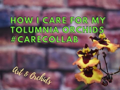 How I care for my Tolumnia orchids #CareCollab