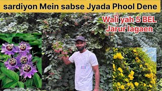 सर्दीयों में सबसे ज्यादा फूल देने वाली ये 5 वाइन जरूर लगाएं