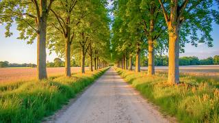 "In the Forest Peace" Beautiful Relaxing Music, Peaceful Soothing Instrumental Music - Love YourSelf