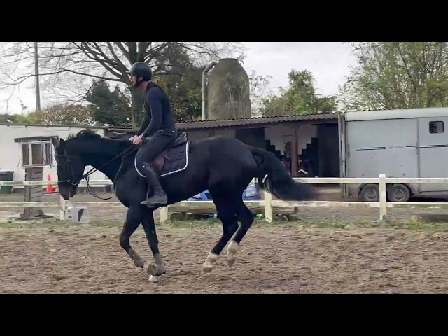 Superbe jument bwp de 7 ans +-1m70