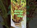 Mock Orange Massive Stem Cuttings