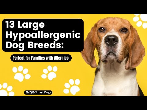 Biggest Hypoallergenic Dogs