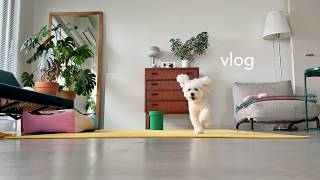 夏、犬と暮らしている気分になれるvlog【トイプードル】