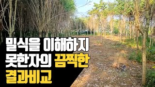 나무재테크 밀식을 이해하는자의 여유, 이해하지 못한자의…