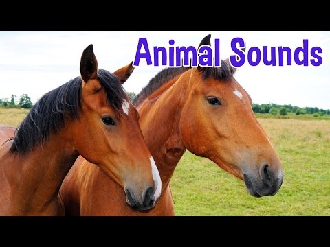 , title : 'Animal Sounds for Children (20 Amazing Animals)'