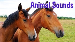 Animal Sounds for Children (20 Amazing Animals)