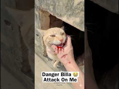 Danger Billa Bite on My Hand 😭