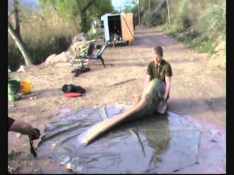 River Ebro Monster Catfish