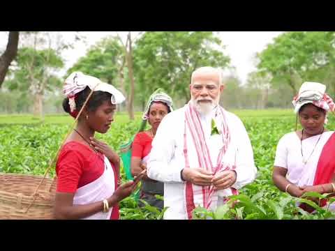 डिब्रूगढ़ के चाय बागान में, चाय बागान परिवारों की संस्कृति की एक झलक:नरेन्द्र मोदी