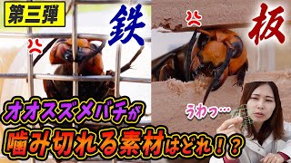 【スズメバチ対策実験第3弾】オオスズメバチが噛み切れる素材はどれ！？