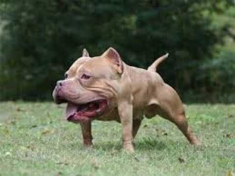 VIDEOS DE RISA¡LOS ANIMALES DIVERTIDOS FALLAN! - ¡INTENTA NO RETAR EL RETO!