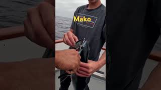 Download lagu Baby Mako shark tiny but mighty #MakoShark #BabyMako #FishingShorts #CousinJim #SportFishing mp3