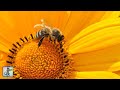 🐝 Beautiful Bumblebees ~ AMAZING NATURE SCENERY on Planet Earth & The Best Relax Music (1080p HD)