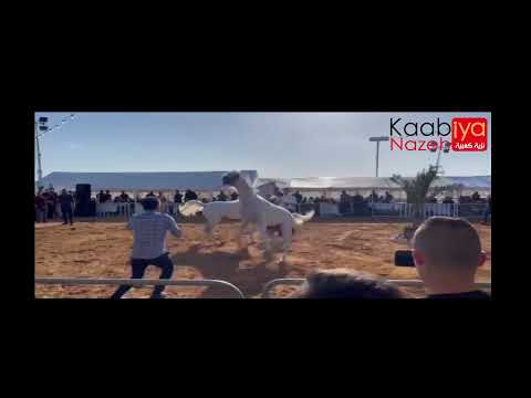 NAFIESA NAJEEB BY MAHDER AL JAMAL VS SINMAR ALBIDAYER BY #SHANGHAI_EA